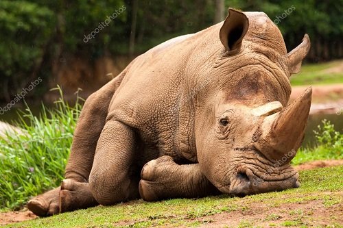 depositphotos_100439686-stock-photo-white-rhinoceros-lying-down-resting.jpg