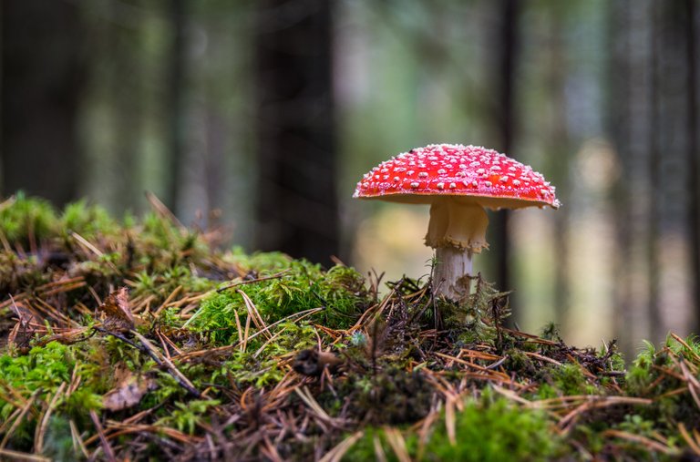 mushroom-3051519.jpg