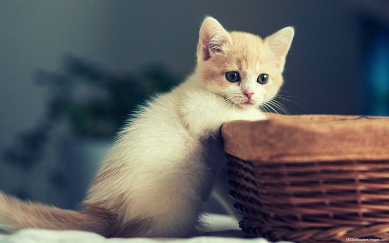 4510962-cute-kitten-wallpapers.jpg