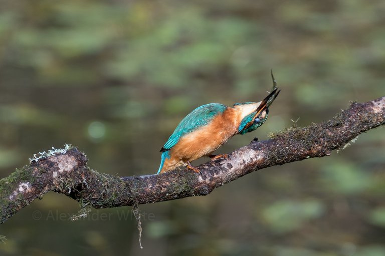 Kingfisher 5.JPG