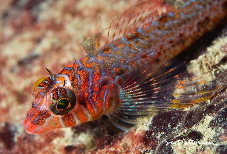 Longfin Sculpin-2.jpg