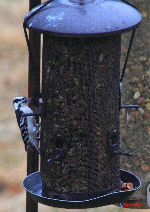 Hairy Woodpecker PFW20-24-0028.JPG