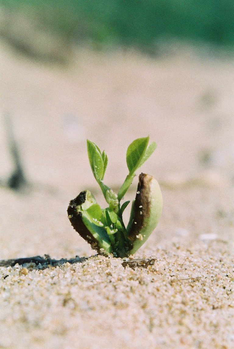 dune-plant-seedling-1395838.jpg