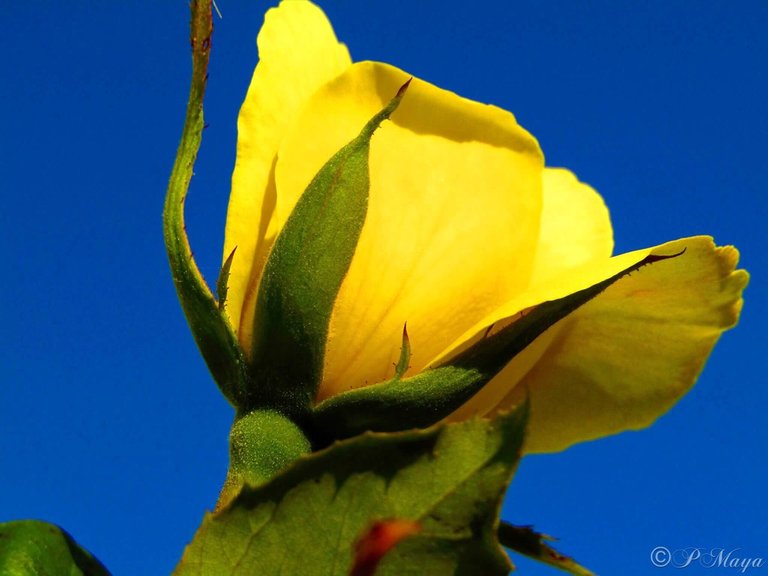 Yellow rose.jpg