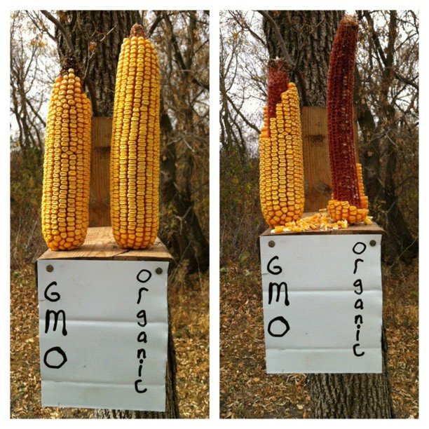 gmo corn.jpg