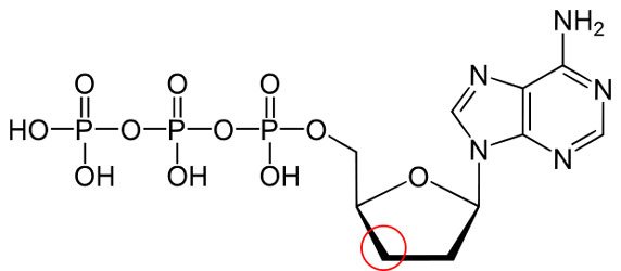 620px-Dideoxyadenosine_triphosphate-.jpg