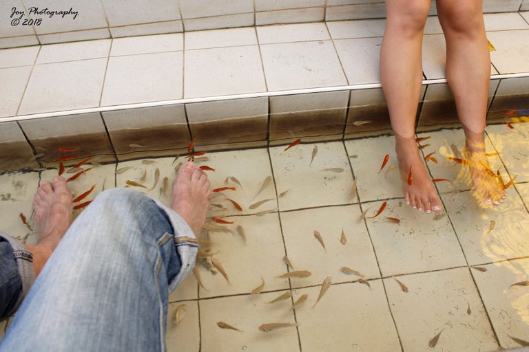 Fish spa-02.jpg