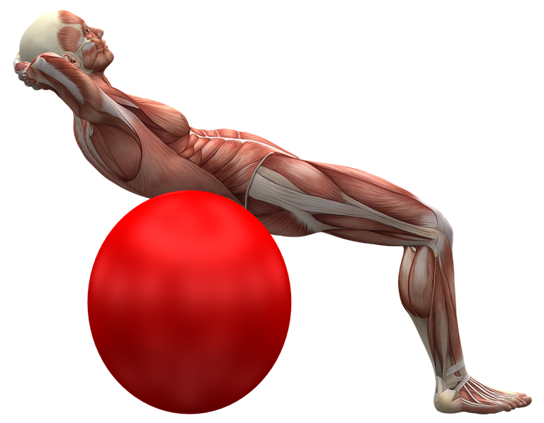 exercise-ball-2277451_1280.png