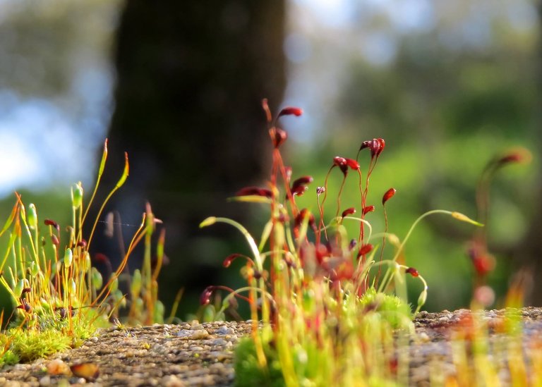 Bryum capillare.jpg