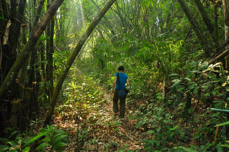 Bamboo_in_Lawachara.jpg