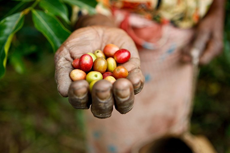 Coffee-harvesting-near-Ermera-15-04-11-16-2.jpg