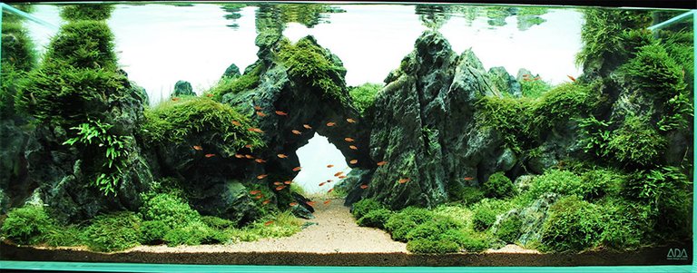 aquascape8.jpg