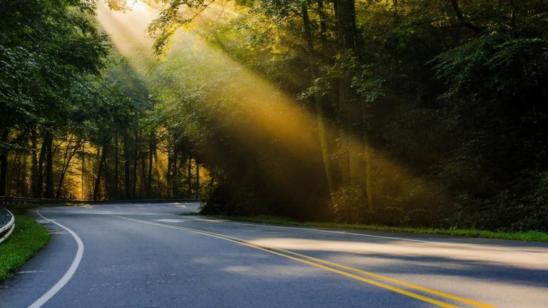 road-sun-rays-trees-morning-1080P-wallpaper-middle-size.jpg