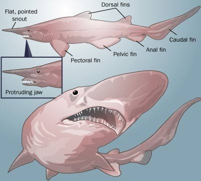 anatomy-goblin-shark.jpg