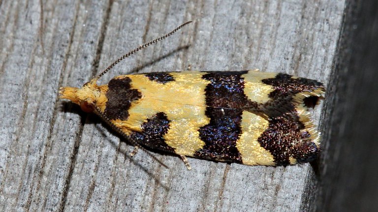 Conchylis tasmaniana MV BY Tas n2 2017-11-26.jpg