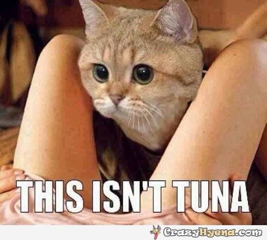 funny-dirty-cat-this-is-not-tuna.jpg
