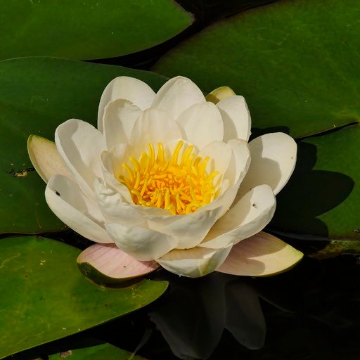 WaTeR LiLy-signed.jpg