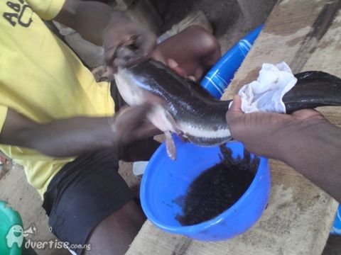 learn-how-to-hatch-catfish-in-2-days.jpg