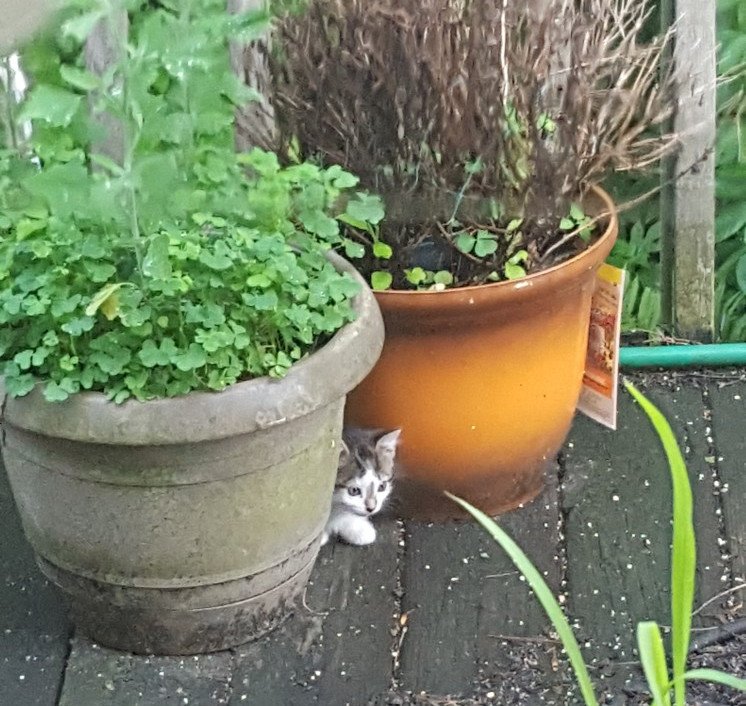kitty by plants2.jpg