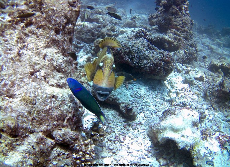 triggerfish-maldives-2017-jonas-ahrens_04.jpg