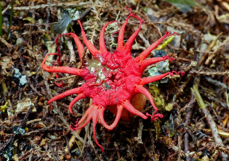 Stinkhorn Fungus.jpg