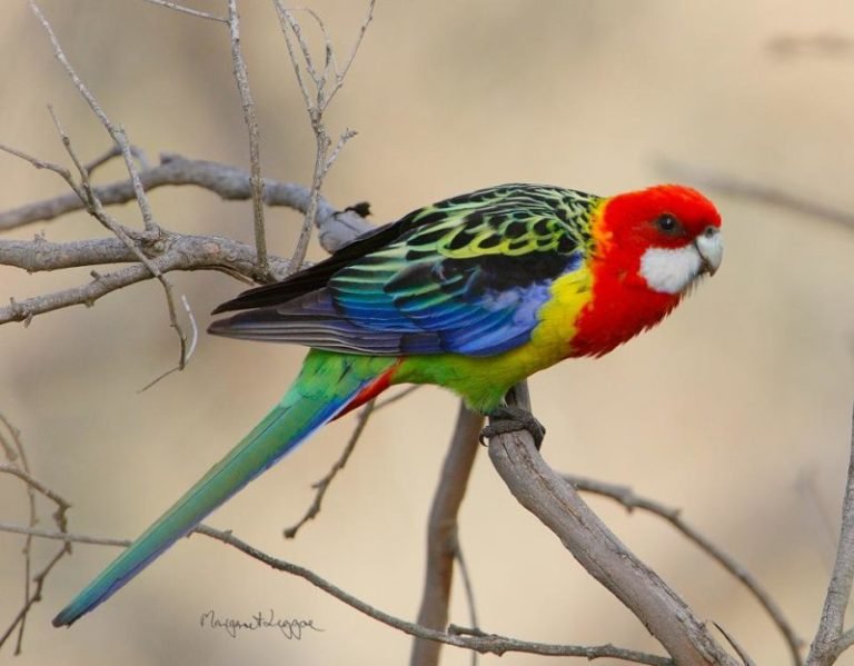 eastern-rosella091021_6579-768x599.jpg