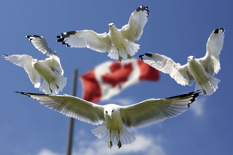 gulls-formation-flag-sky-45874.jpeg