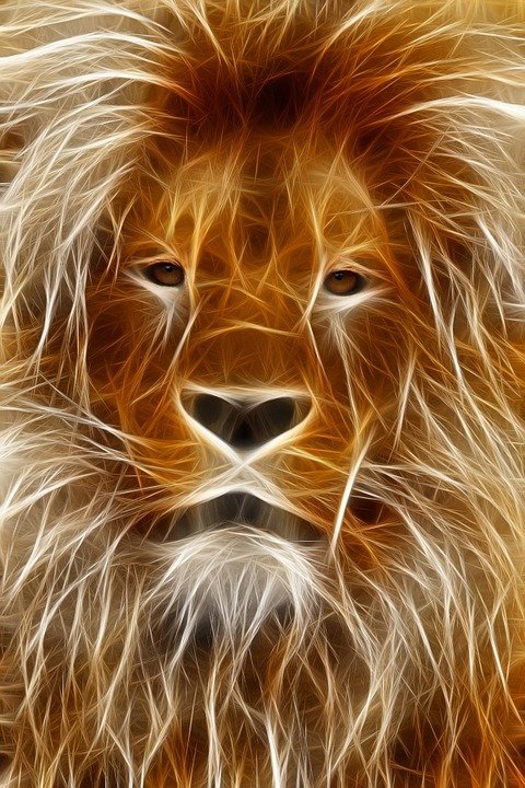 Lion-Image-Editing-Photoshop-Graphic-Program-66898.jpg