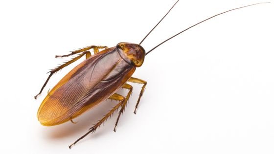 _86464630_cockroach-on-white-976-thin.jpg