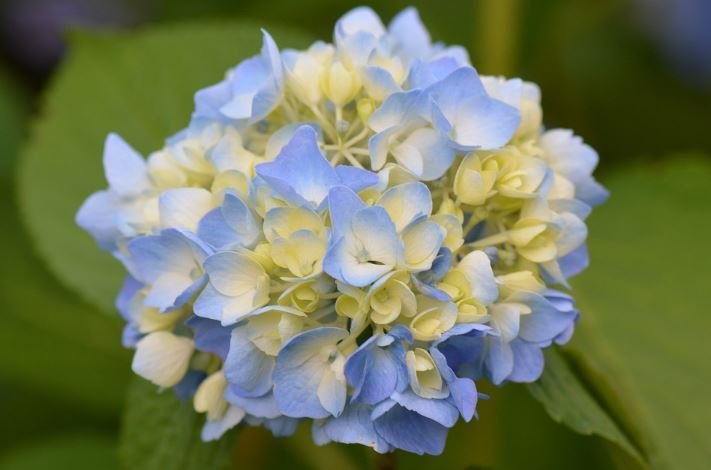 bunga-tercantik-hydrangea.jpg