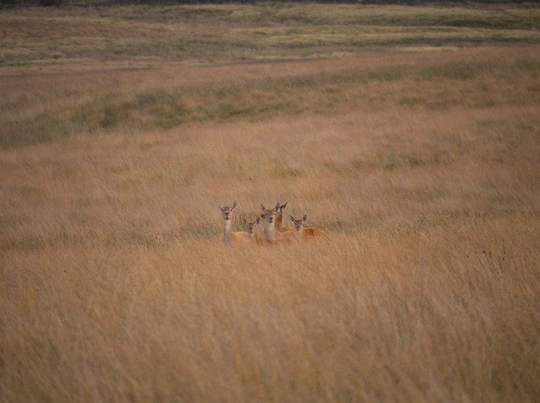 red-does-fawns-bigmoor-800.jpg