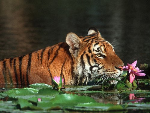 The-royal-bengal-tiger-bangladesh-9418428-500-375.jpg