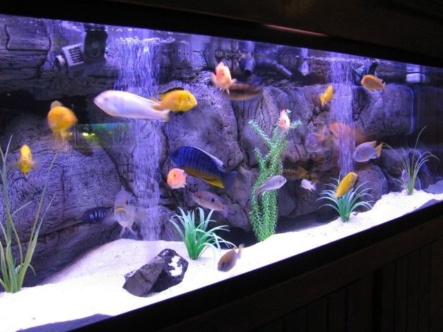 aquarium-untuk-berbagai-penyakit.jpg