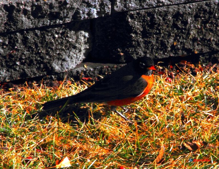 American Robin Arobin00.JPG