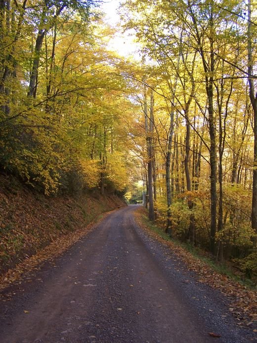 Country Road Red Creek Jenningston.jpg