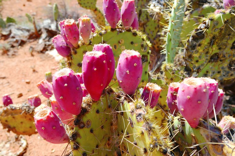 Sedona-10---Cactus-Fruit - Post.jpg