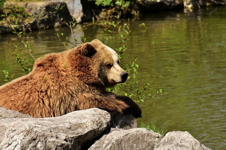 european-brown-bear-3348848_960_720.jpg