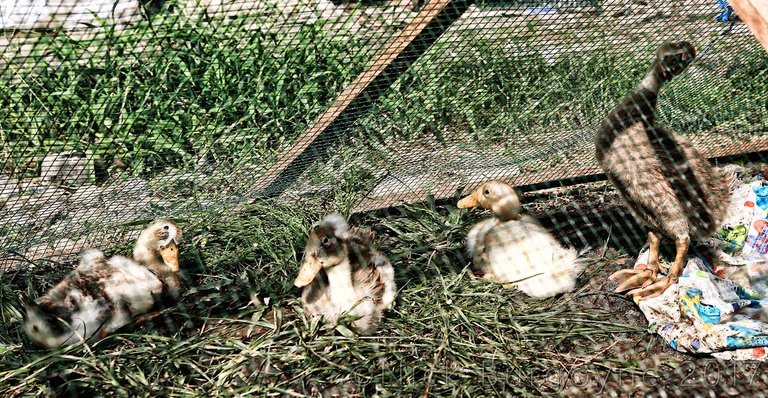 Ducks in a Row - 5D3_9364.1440.jpg