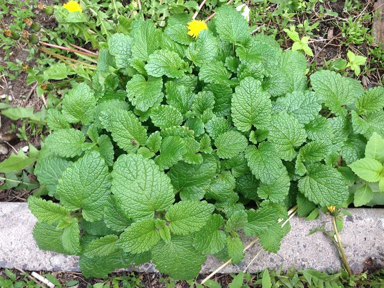 Vegetable-Garden-Mint-Green-Plants-Leaves-1345556.jpg