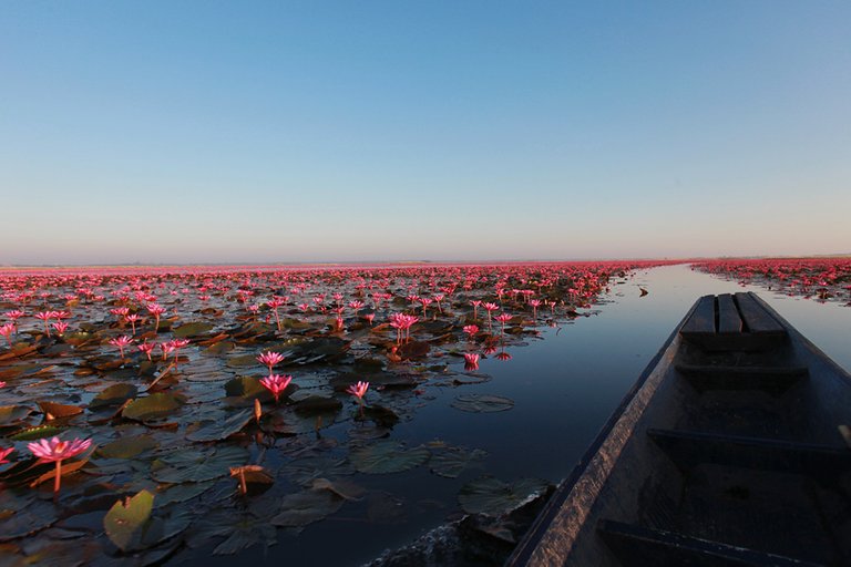 ทะเลบัวแดง-หนองหาน-กุมภวาปี-จังหวัดอุดรธานี-30.jpg