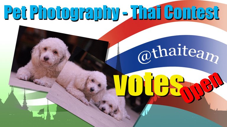 Contest Pet Photography Votes.jpg