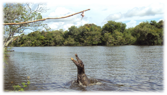 Caimán del Orinoco, en el caño la barraca