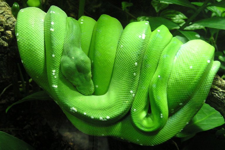 Green tree python.jpg