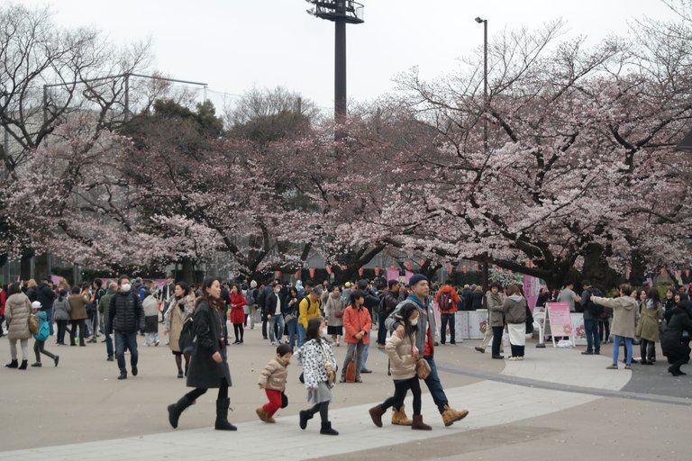 Photo Mar 30, Ueno Blossoms 2.jpg