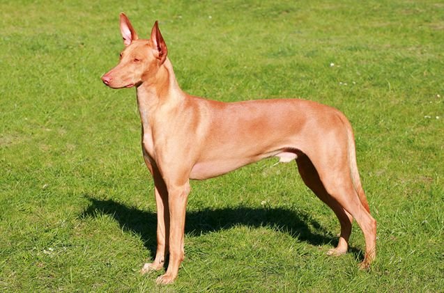 pharaoh-hound.jpg