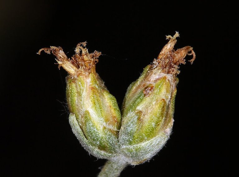 Artemesia spiciformis.jpg