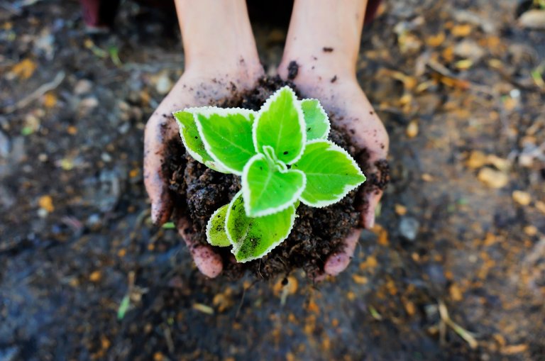 Hands In Soil.jpg