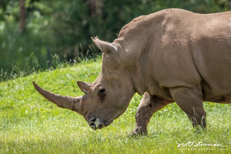 White Rhino-3.jpg