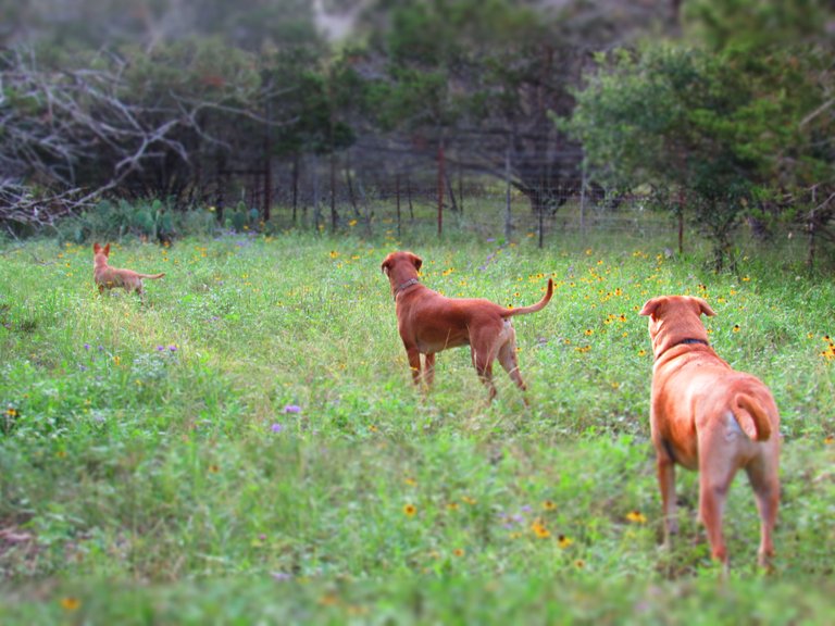 Boys in the grass 5-24-16 2.JPG