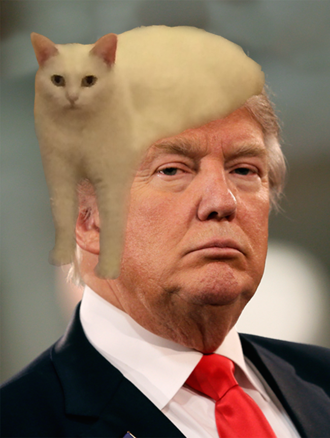 the-best-funny-pictures-of-awkward-cat-photoshop-battles-donald-trump.png